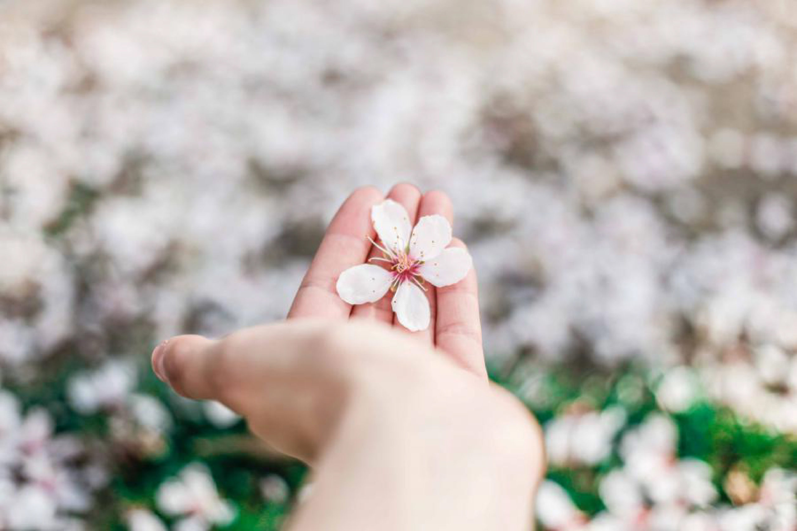 Mano de chica sujetando una flor blanca y rosa