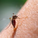 prevenir picaduras de mosquito en verano